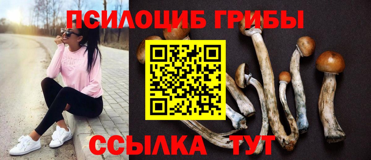 Галлюциногенные грибы Psilocybine cubensis  Омск 